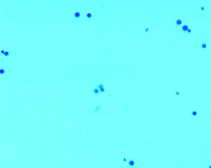 Cryptococcus neoformans coloration BL