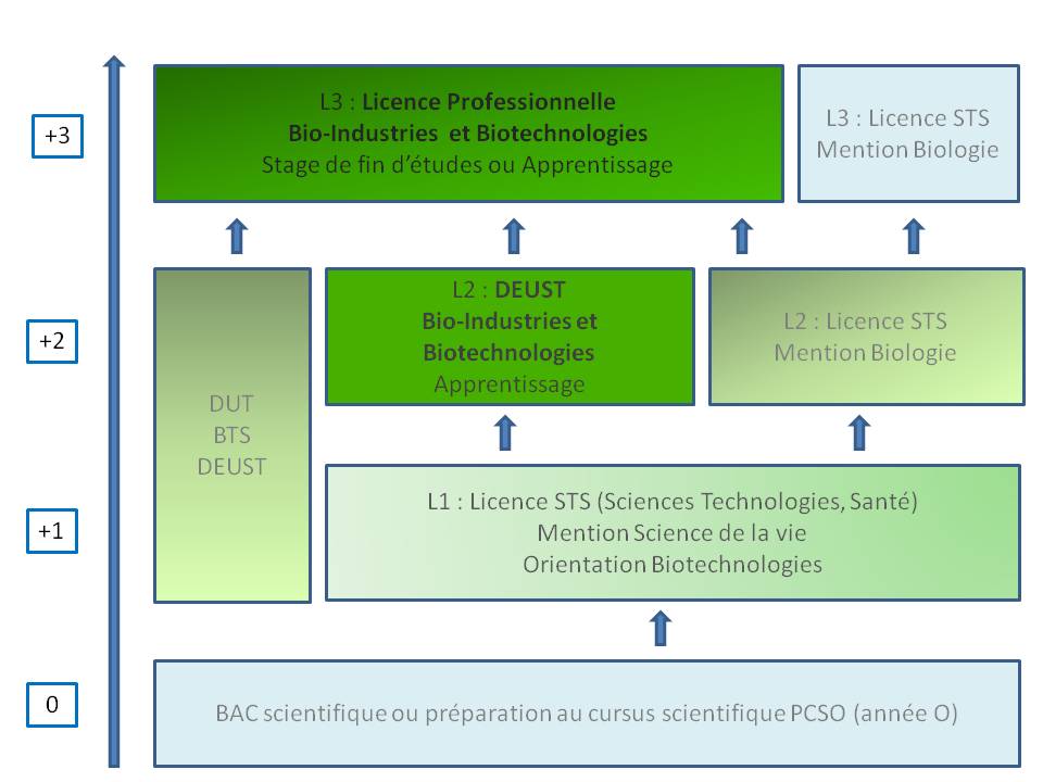 Organisation du Cursus - Accueil